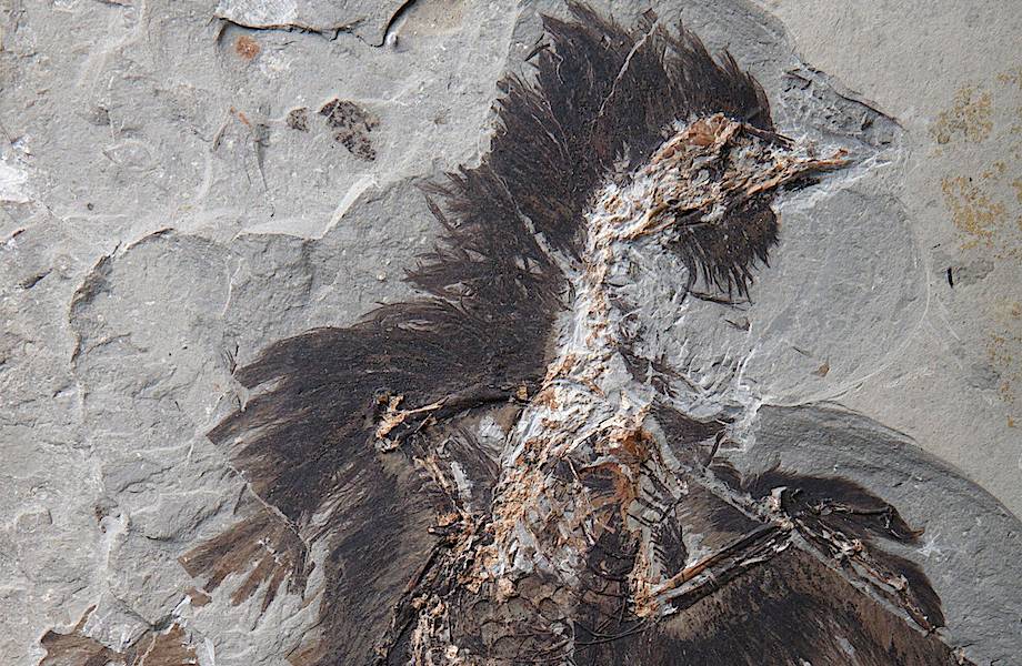 Почему волосы в окаменелостях находят в пять раз реже, чем перья