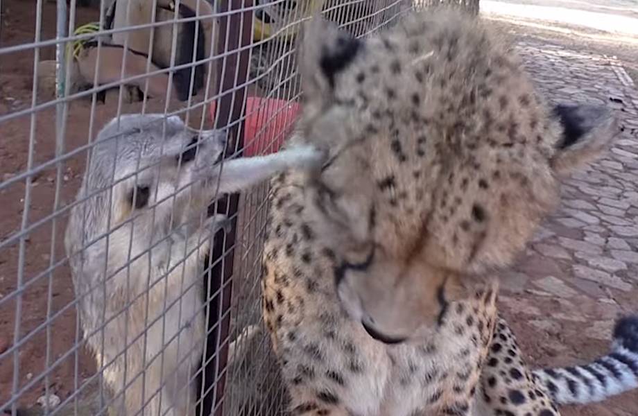 Сурикаты атакуют гепарда, но хищник принимает такое поведение за ухаживание 
