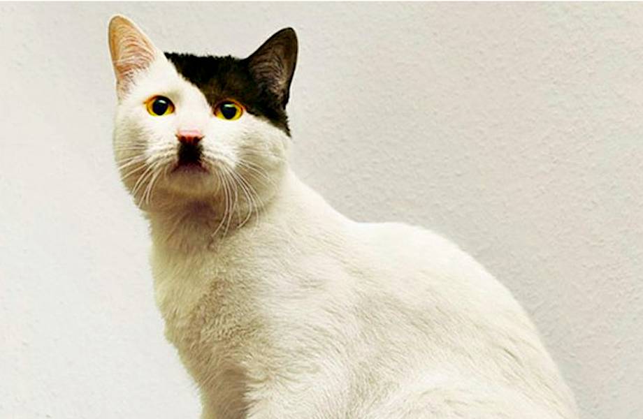 10 кошек со всех концов света с самым удивительным окрасом