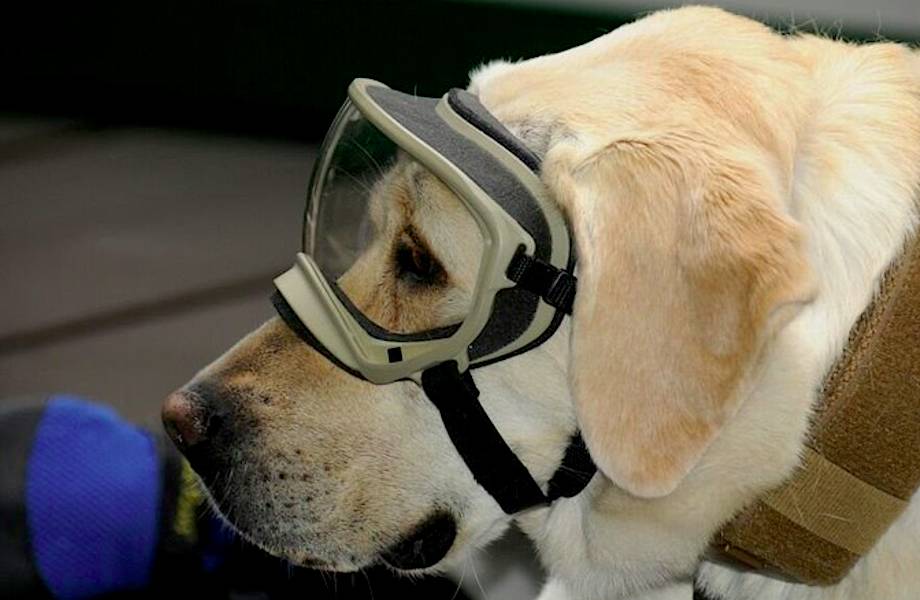 Знаменитый пес-спасатель, который помогает жертвам землетрясения в Мексике
