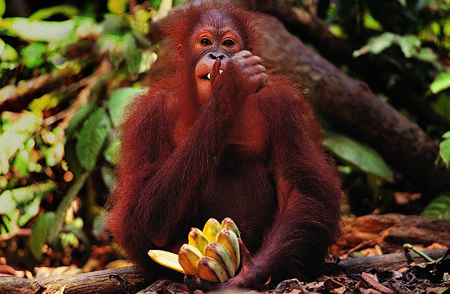 «Правильное» питание привело к умственному развитию приматов