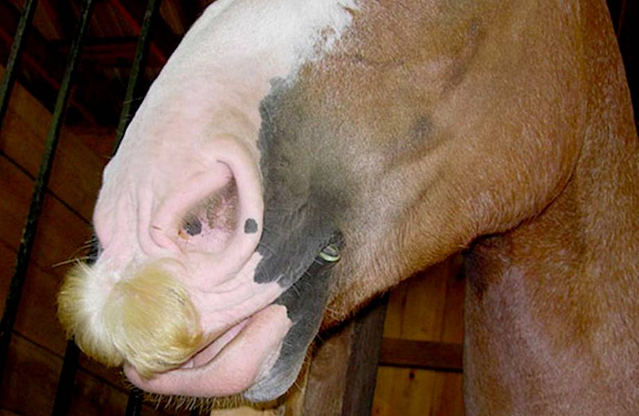 Если стало грустно, просто вспомните, что у лошадей могут расти усы