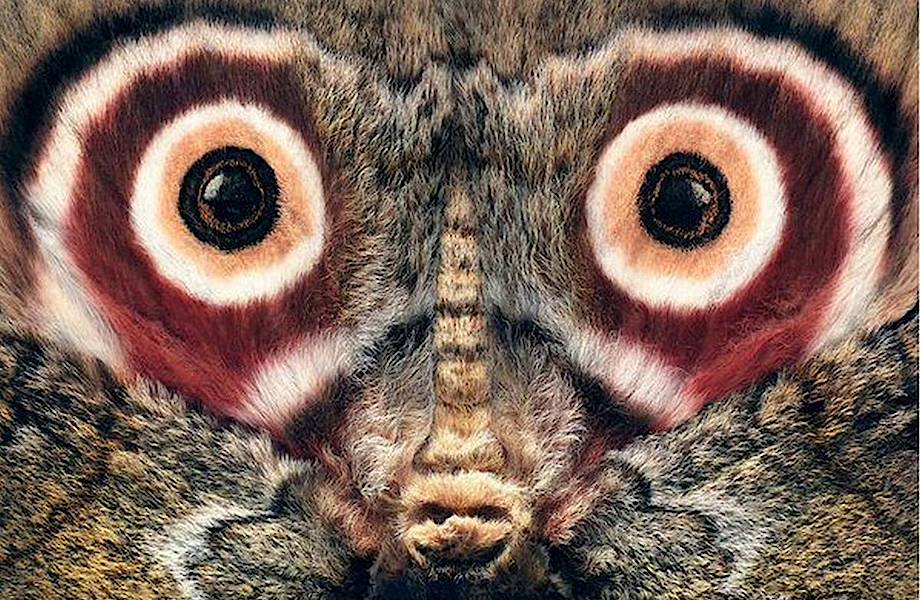 Предки бабочек научились «хитрить» еще в юрском периоде