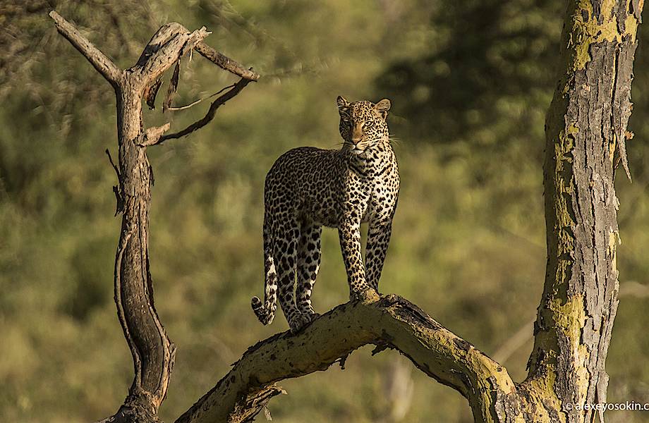 Как сохранить потомство: невероятная хитрость самки леопарда 