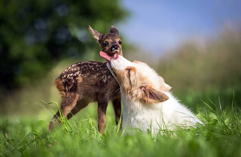 32 трогательные фотографии животных: несмотря на отличия, они могут дружить