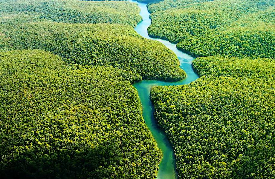 Амазонская сельва оказалась плодовым садом, созданным древней цивилизацией