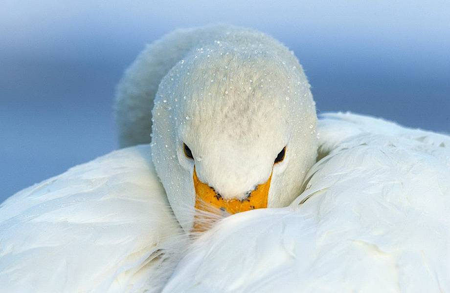 Лебеди предпочли зимовку в суровой Сибири перелету в теплые страны