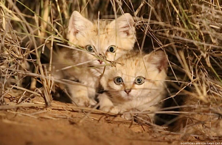 На камеру впервые попали дикие песчаные котята, и они совершенно восхитительны