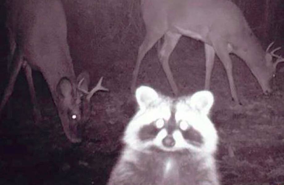 10 кадров со скрытых камер о том, чем занимаются дикие животные, когда никто не видит