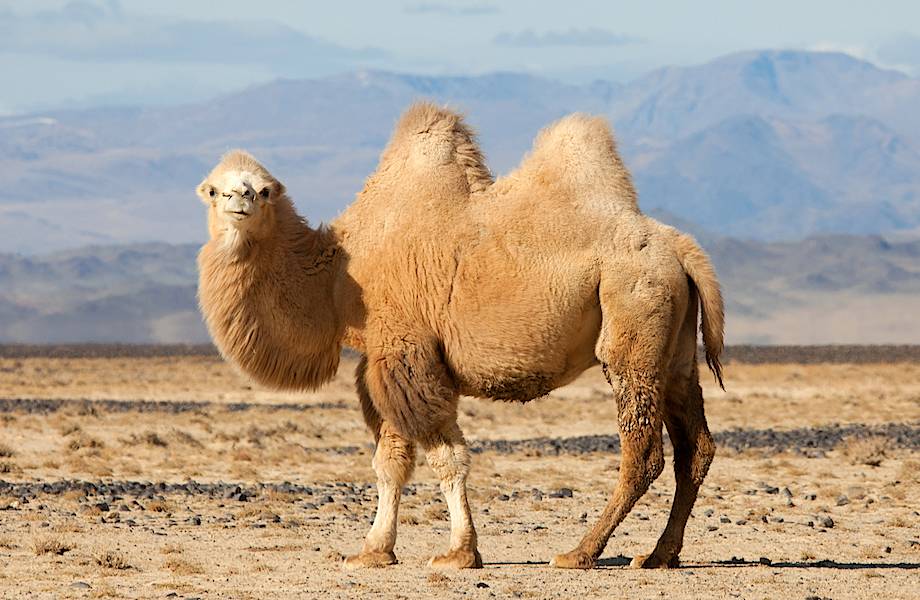 Как верблюды выживают в пустыне: все гораздо совершеннее, чем просто жир в горбах