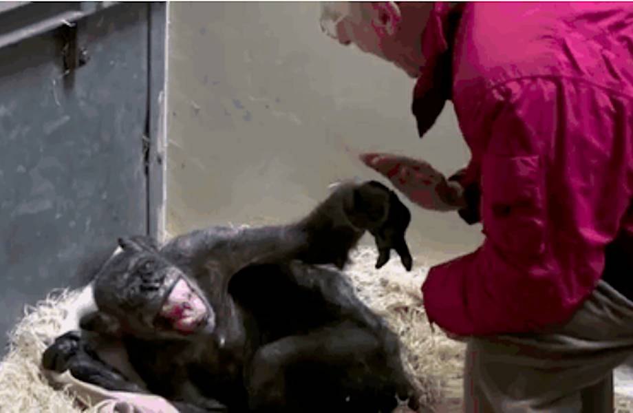 Невероятная реакция умирающей шимпанзе на голос старого знакомого