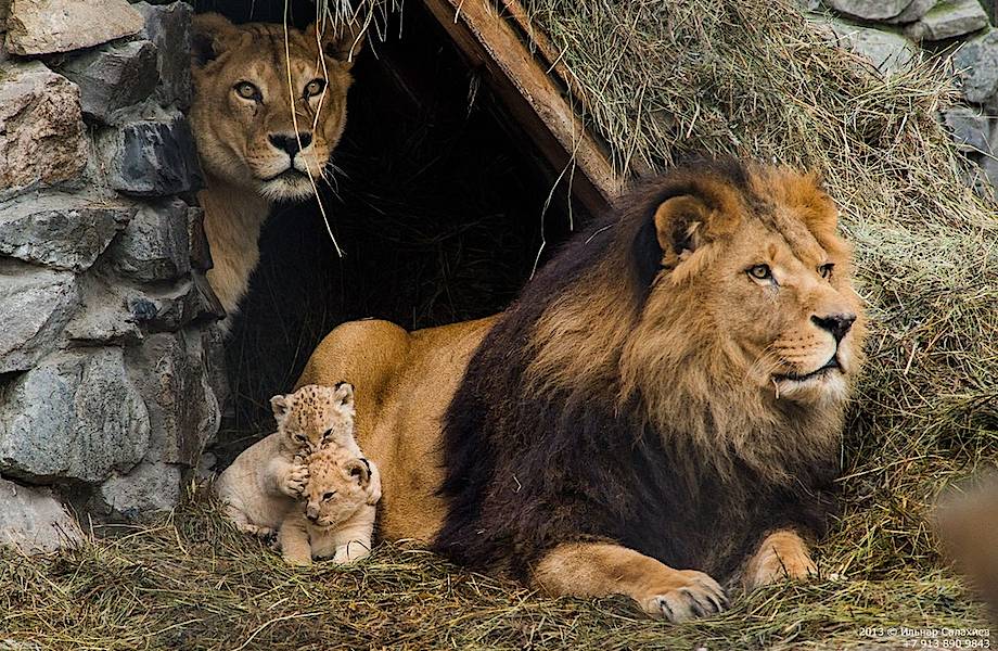 В Сибири обнаружены потомки вымерших африканских капских львов