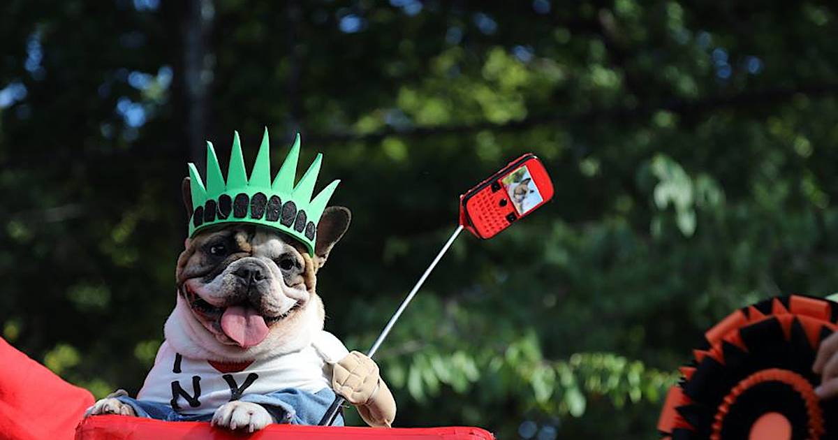Счастливая собака парад. Собака Нью Йорк. Костюмированный парад собак афиша. Shit парад собачка. Пес парад