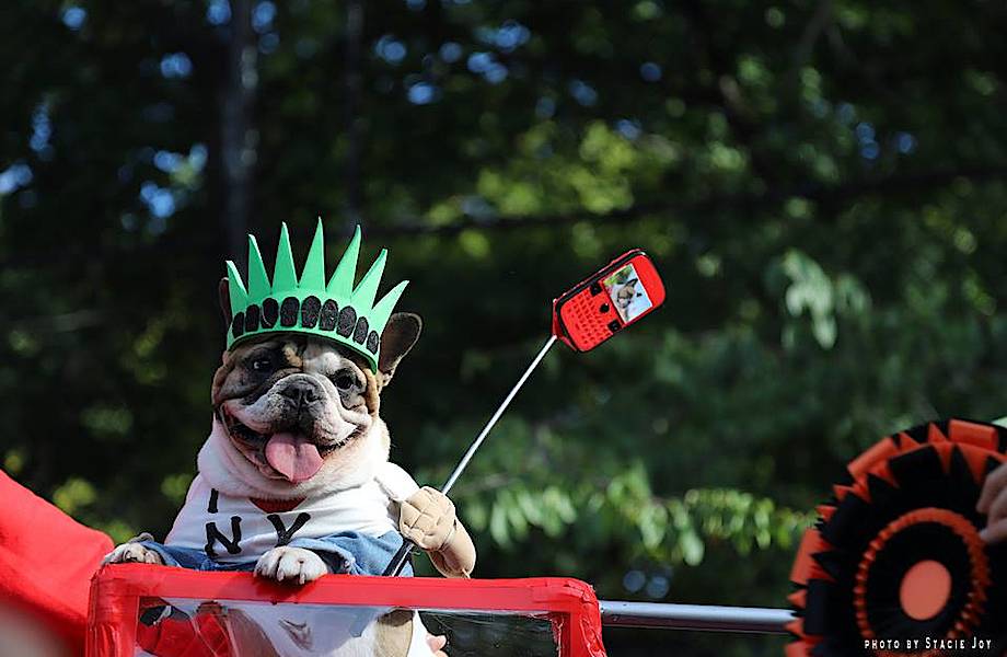 Самое милое мероприятие осени: парад собак в честь Хэллоуина 
