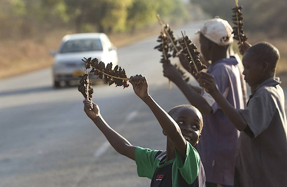 Дети ловят и жарят мышей — самый популярный бизнес в Зимбабве