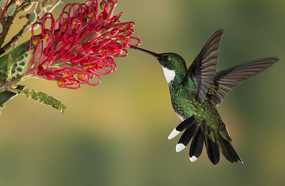 Удивительные способности колибри: уснуть, чтобы не умереть от голода