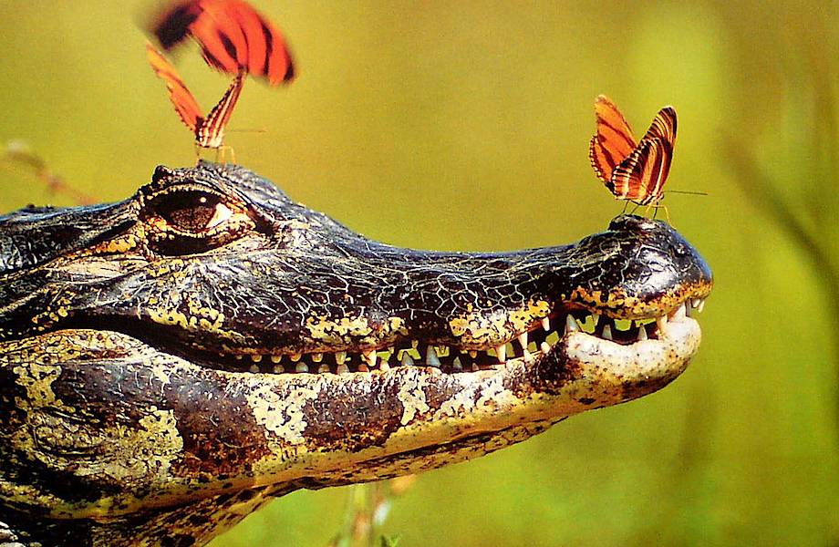 Почему крокодилы — это высшая ступень эволюции рептилий
