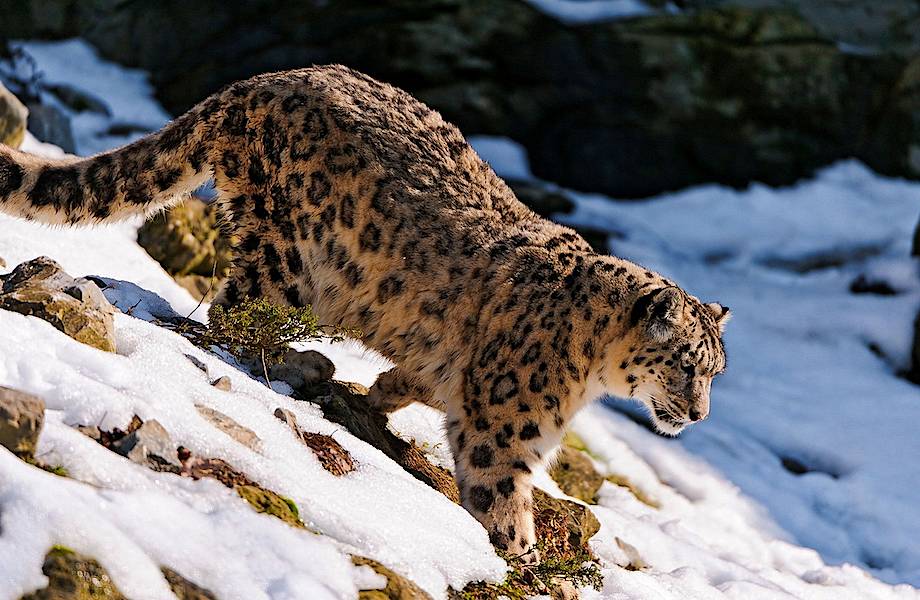 Снежные барсы — самые высокогорные кошки в мире