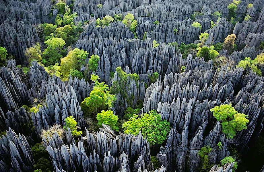 Загадка возникновения каменного леса на Мадагаскаре