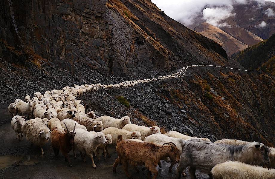 «Смертельно пьяное путешествие»: осенний перегон овец в горах Кавказа