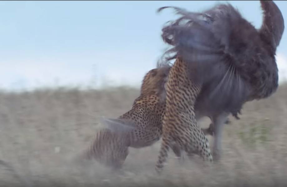 Впечатляющее видео от ВВС: гепарды устроили охоту на длинноногого страуса