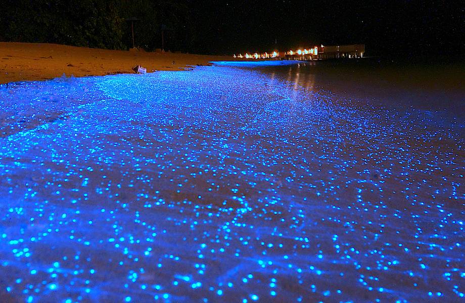 Биолюминесцентный фитопланктон — звездное небо в морской воде