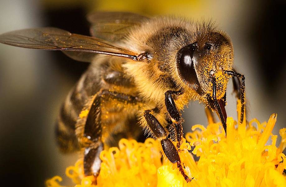 Гибридная пчела-убийца: на ее совести уже 300 жизней, и ее не остановить 