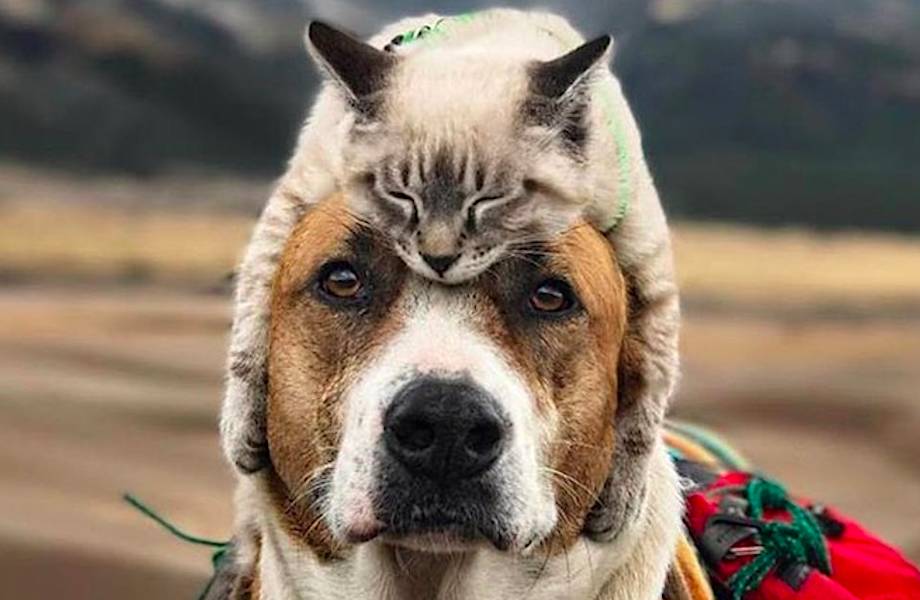 20 эпичных фото собаки и кошки, которые знают, что такое крутые путешествия 