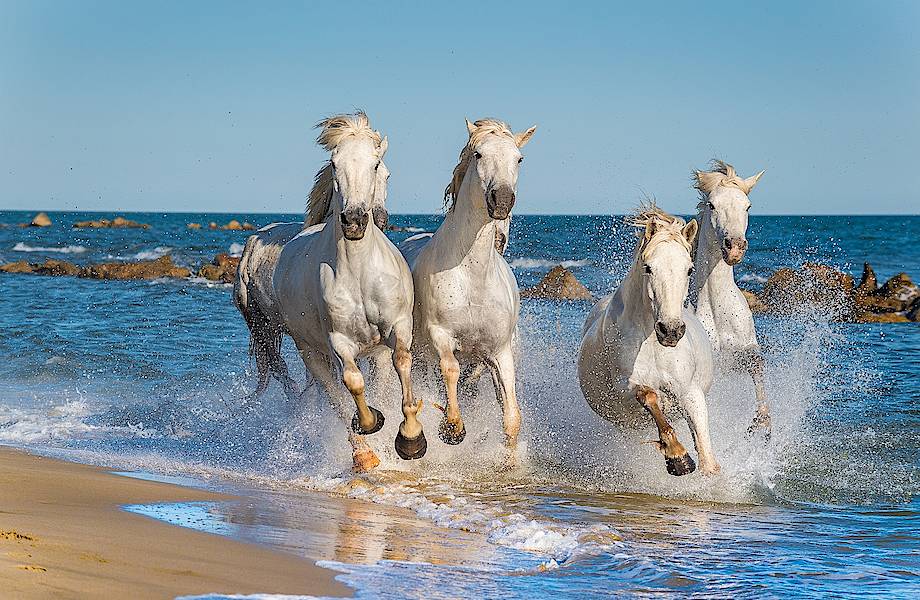 Морские лошади камаргу — национальное достояние Франции