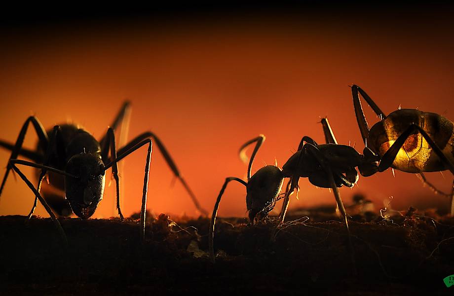 Почему муравьи не могут вырваться из коварных кругов смерти