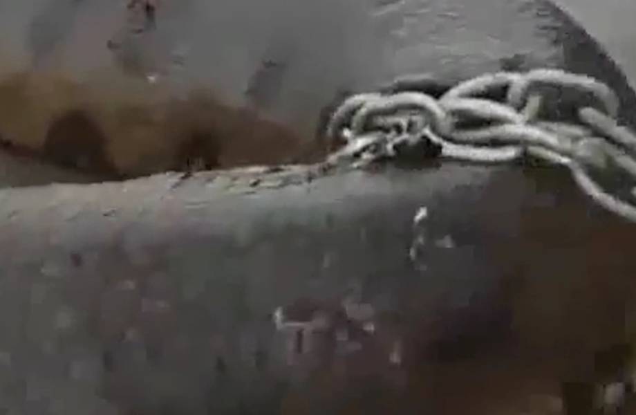 Видео: Как выглядит самая большая змея в мире