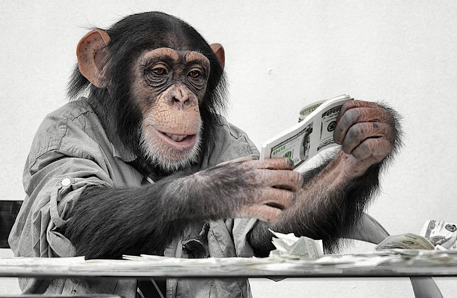 Потрясающие результаты научного эксперимента: на что готовы обезьяны ради денег