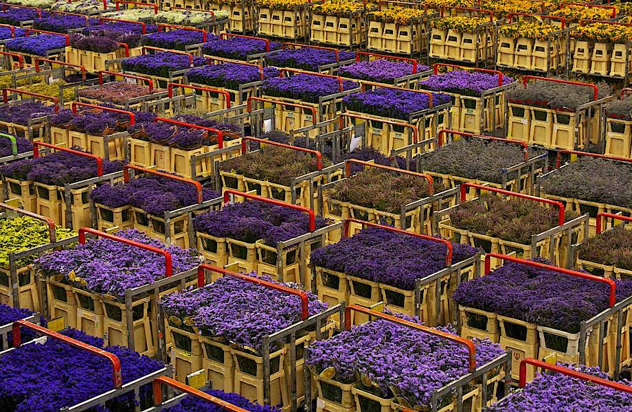 Головокружительный цветочный аукцион в Голландии для ценителей со всего мира