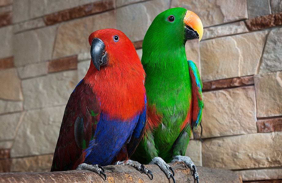 Странная парочка: благородные зелено-красные попугаи и хитрости в период размножения
