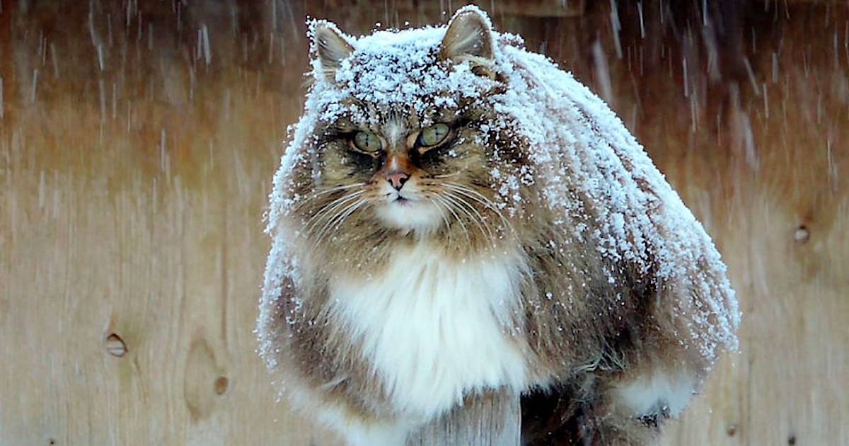 Суровые коты