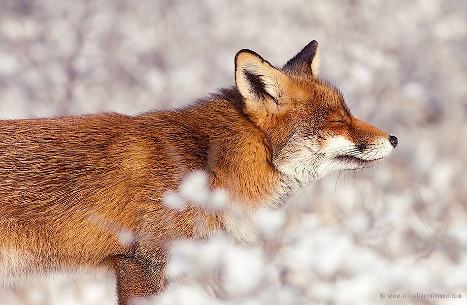 Уроки зимнего счастья: как дикие лисицы наслаждаются снегом