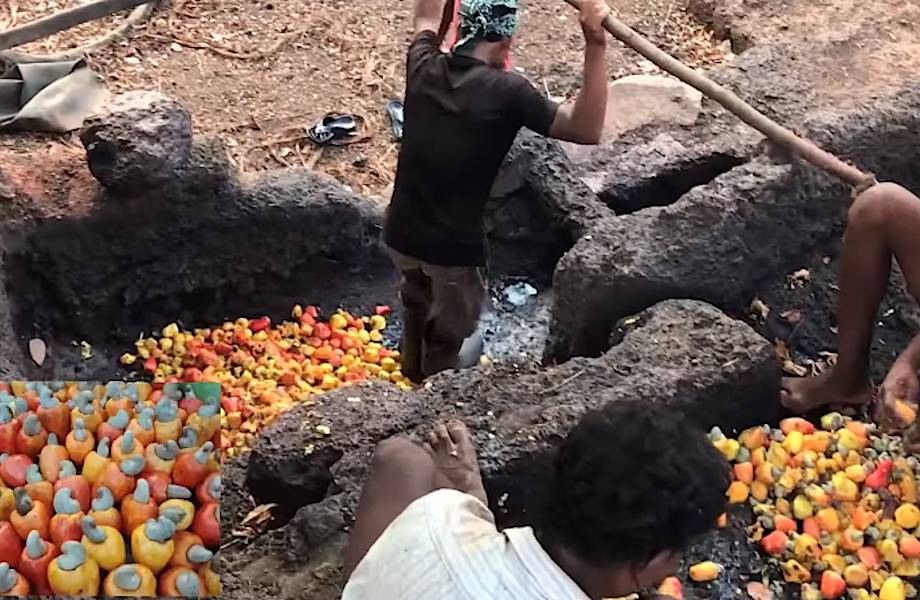 Видео: Как добывают, обрабатывают орехи кешью и делают напиток фенни