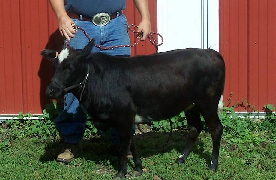 Корова размером с… собаку: американец выводит новый вид домашних питомцев