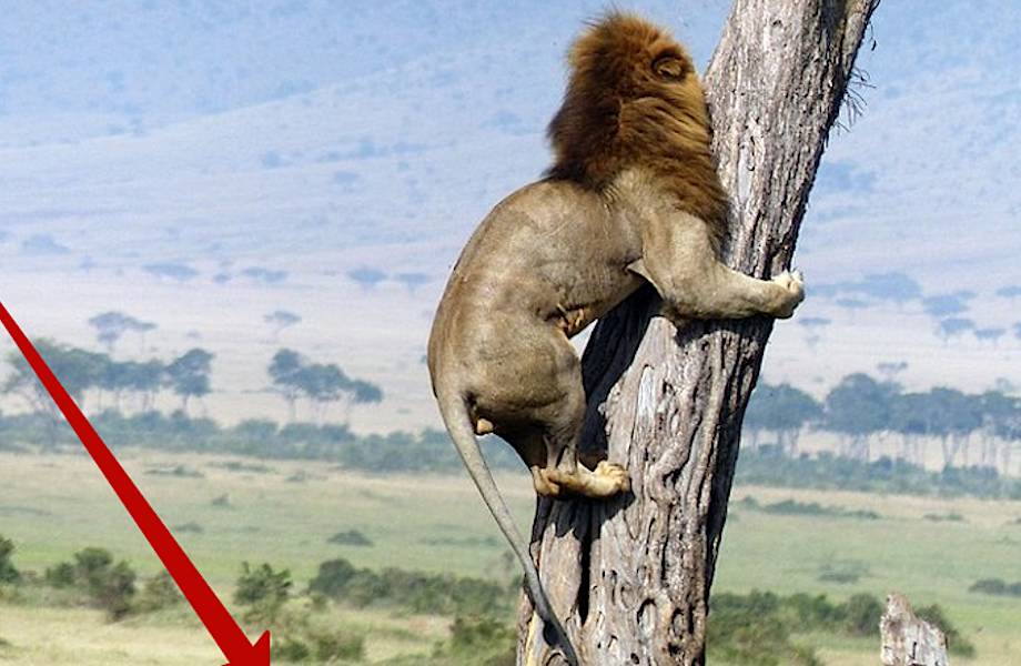 6 фото о том, как лев спасался от стада буйволов, карабкаясь на дерево 