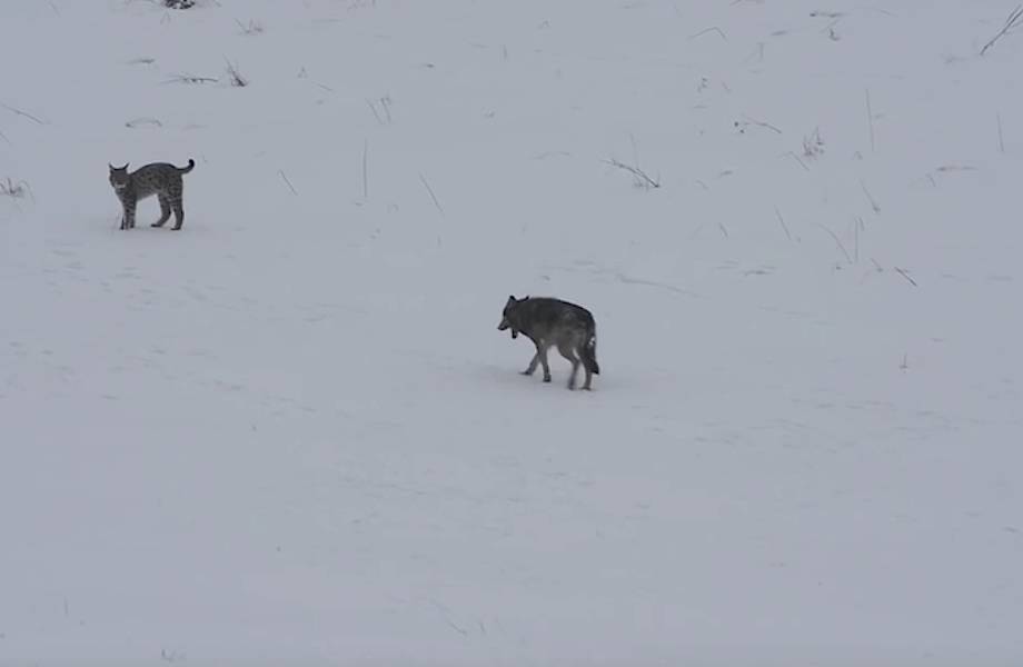 Видео: редчайшая встреча рыси и волка в природе закончилась нападением рыси 