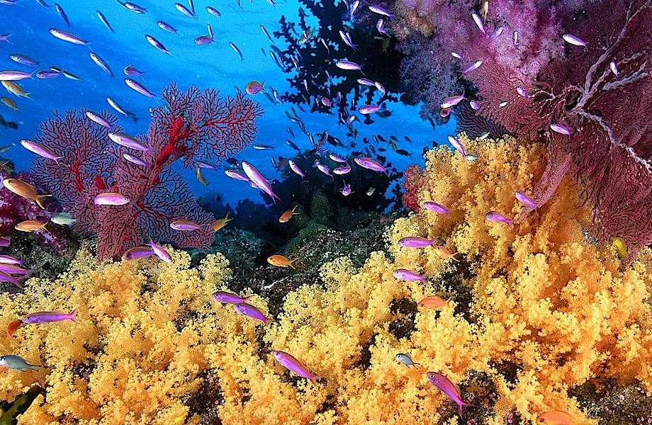 Бессмертие существует: в океане обитают животные, способные жить вечно