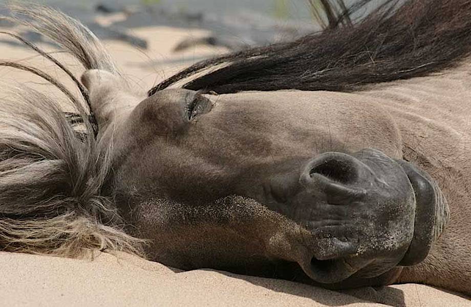 Видят ли лошади сны?