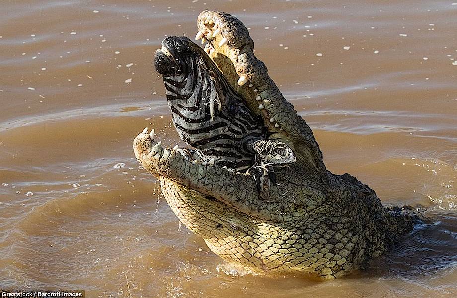 Фотограф запечатлел страшные кадры: гигантский крокодил проглотил зебру целиком