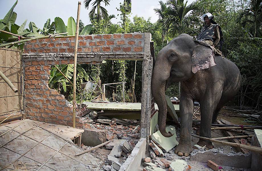 Слоны вместо бульдозеров: как в Индии сносят незаконные жилища