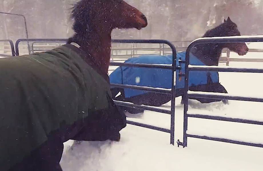 Лошади не захотели выходить на прогулку в Северной Америке, которую заваливает снегом