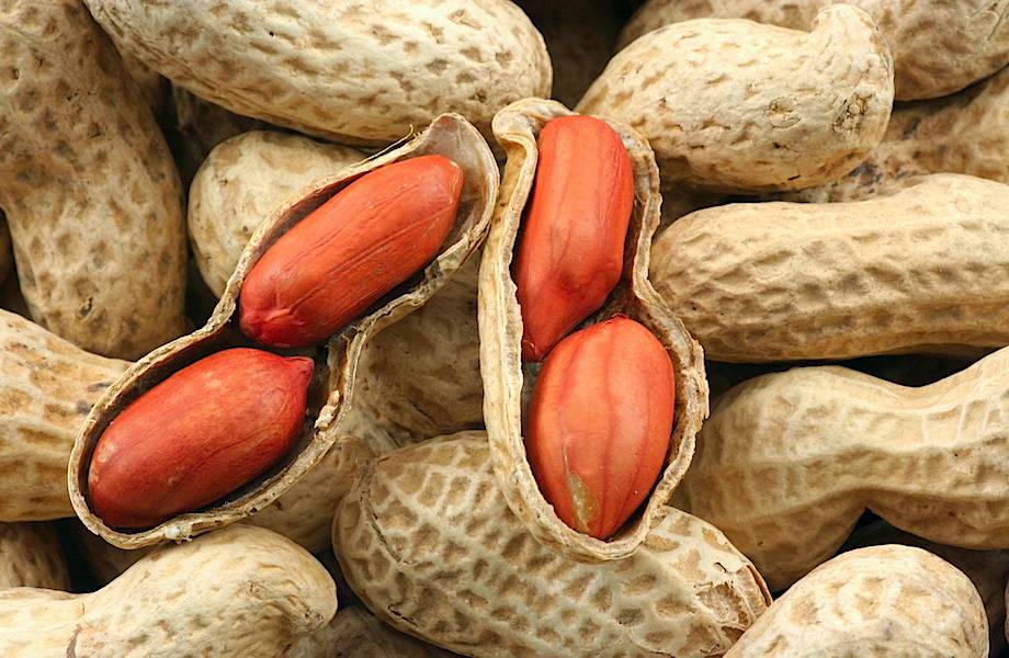 Арахис — единственный орех, который выкапывают из земли, а не срывают с дерева