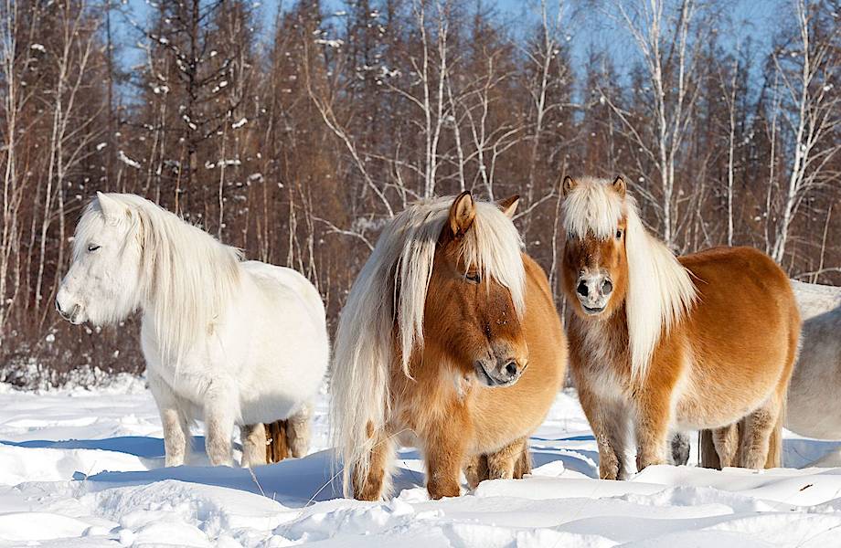 Феномен якутских лошадей: как им удается выжить в дикой природе при -60 градусах