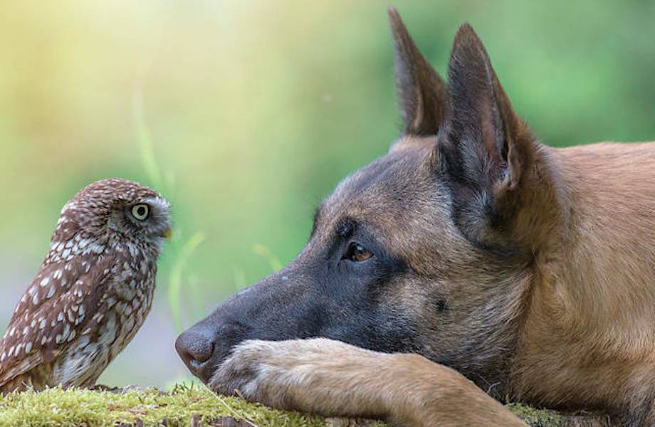 20 фото собаки Инго и ее друга совы — лучшее, что вы можете увидеть сегодня 