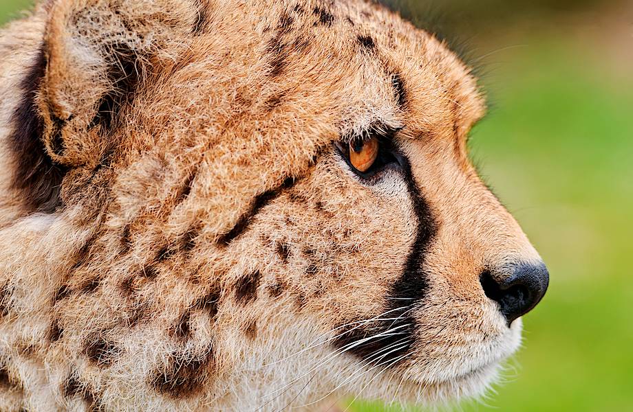 Гепарды: почему самые успешные охотники мира без боя отдают добычу ленивым соседям
