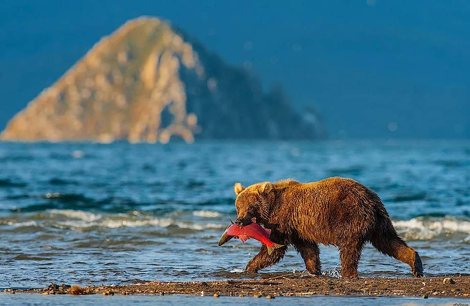 Курильское озеро: райское место для бурых медведей, нерки и фотографов